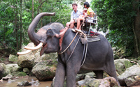 Elefantridning på Koh Samui